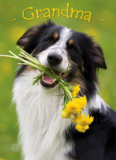 Grandma Collie Funny Dogs   dog with daisies  